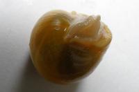 Cepaea hortensis