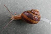 Cornu aspersum