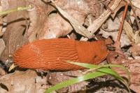 Arion ater rufus