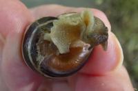 Cepaea