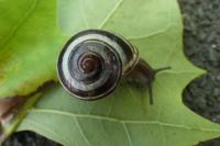 Cepaea