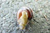 Cepaea