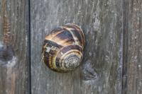 Helix lucorum