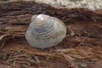 Corbicula
