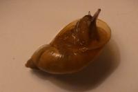 Oxyloma