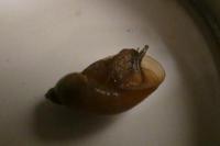 Oxyloma
