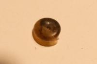 Oxychilus