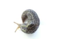 Limax maximus