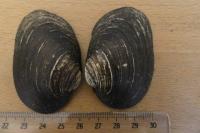 Potomida littoralis