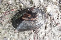 Potomida littoralis