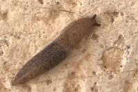 Deroceras reticulatum