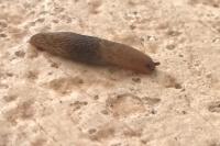 Deroceras reticulatum