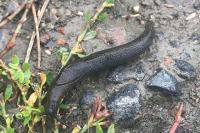 Milax nigricans