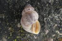 Pomatias elegans