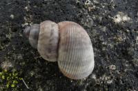 Pomatias elegans