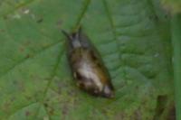 Oxyloma elegans