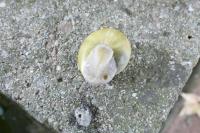 Cepaea hortensis