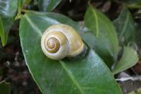 Cepaea hortensis