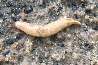 Deroceras reticulatum