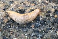 Deroceras reticulatum