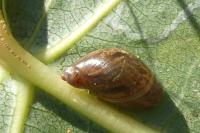 Oxyloma elegans