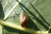 Oxyloma elegans