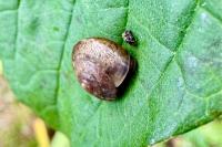 Hygromia cinctella