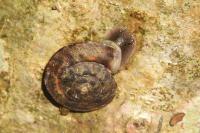 Helicigona lapicida