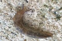 Deroceras reticulatum
