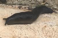 Limax cinereoniger