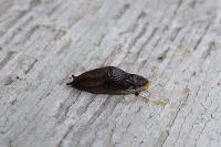 Arion hortensis
