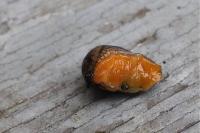 Arion hortensis