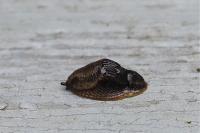 Arion hortensis