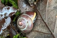 Cepaea nemoralis