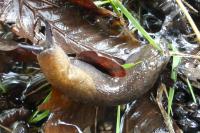 Arion subfuscus