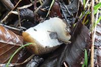 Arion subfuscus