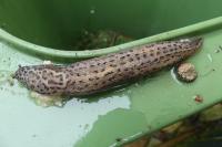Limax maximus