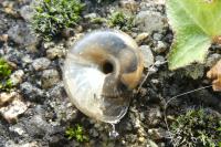 Oxychilus draparnaudi