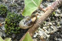 Oxychilus draparnaudi