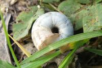 Xeroplexa intersecta