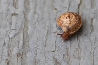 Hygromia cinctella