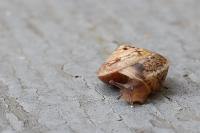 Hygromia cinctella