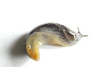 Arion hortensis