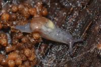 Semilimax pyrenaicus