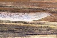 Deroceras reticulatum