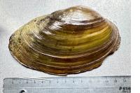 Anodonta cygnea