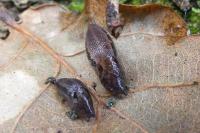 Limax maximus