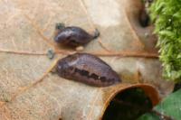 Limax maximus