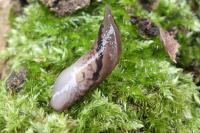 Limax maximus