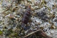 Clausilia bidentata